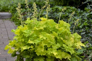 Heuchera 'Twist of Lime' 